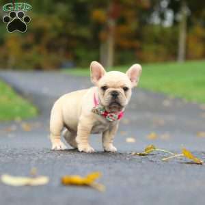 Allie, French Bulldog Puppy